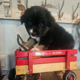 Scotch - Black tri male Miniature American Shepherd puppy in New Providence, Pennsylvania from Tons of Kisses