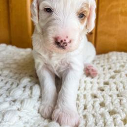 Cream Puff is white collar female from Stroodles Bake Sale litter - Parti female Goldendoodle puppy in Hamilton, Montana from Stroodles Doodles