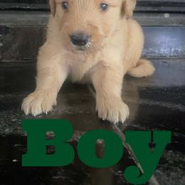 Johny - Golden male Golden Retriever puppy in 3446 E 600 N, Indiana from Precious Golden's