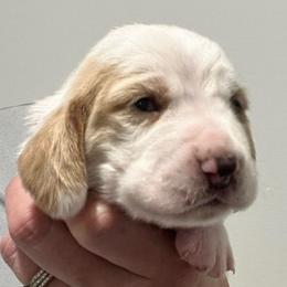 Baby Ruth (pink) - Red and white female Basset Hound puppy in Kingsport, Tennessee from Bear’s Bassets