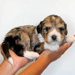 Elden - Blue merle male Aussiedoodle puppy in Flagstaff, Arizona from Gunstock Doodles