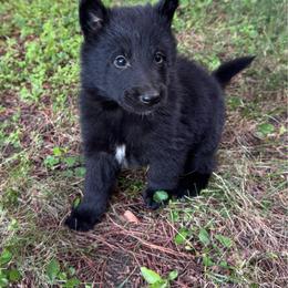 Cedric - Black male Belgian Sheepdog puppy in Hastings, Minnesota from Century Hills Farm