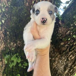 Boy 4 - Blue merle male Australian Shepherd puppy in Lakeland, Florida from Infinite Aussies
