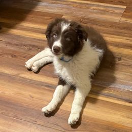 Ollie Boy (AKC and ABCA Registered) - White and red male Border Collie puppy in Fairview, Tennessee from Hoffman Forest Acres LLC
