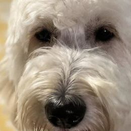 Goldendoodles from Downeys Double Doodles of KY