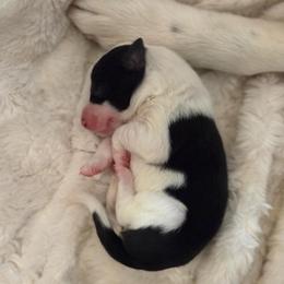 B and W Girl 3 - Black and white female Border Collie puppy in Jonesboro, Arkansas from Hampton Border Collies