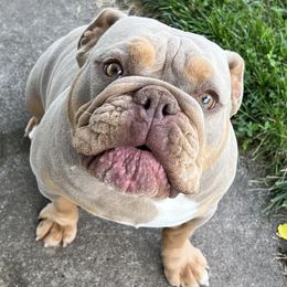 Piggie - Olde English Bulldogge