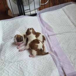 Boy 1 - Liver and white male Shih Tzu puppy in Shinnston, West Virginia from Melissa's World of Shih Tzus