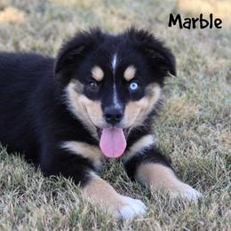 Marble - Black tri female Miniature Australian Shepherd puppy in Garden Plain, Kansas from Krazy K Aussies