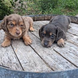 Cockapoo, Dachshund, and Miniature Schnauzer Puppies from LUXEYPUPS