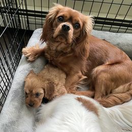 Cavalier King Charles Spaniel, Cavapoo, and Poodle Puppies from Melissa's East End Cavaliers