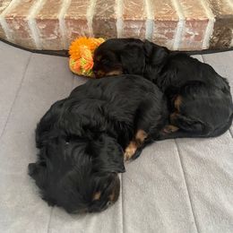 Cavalier King Charles Spaniel Puppies from DunEakins Cavaliers