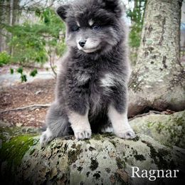 Pomsky Puppies from Blue Ridge Pomsky