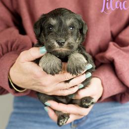 Lilac Girl - Black and silver female Miniature Schnauzer puppy in Commerce, Georgia from Peach State Miniature Schnauzers