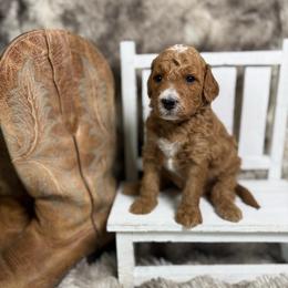 Tecova - Red  male Poodle puppy in Ault, Colorado from The Peaks Premium Poodles