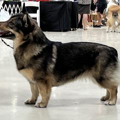 Tessa - Swedish Vallhund