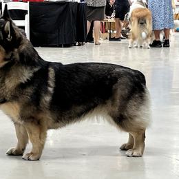 Tessa - Swedish Vallhund