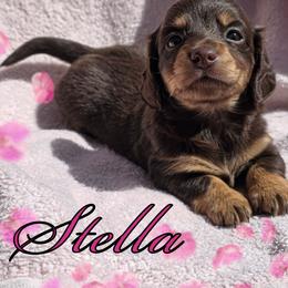 Stella - Chocolate and tan female Dachshund puppy in Los Angeles, California from One Love Doxies