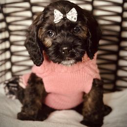 Cavapoo, Cockapoo, and Poodle Puppies from Benji’s Cockapoos