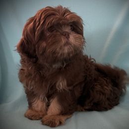 Rusty - Chocolate and tan Shih Tzu puppy in Tallahassee, Florida from Bows and Bot Ties
