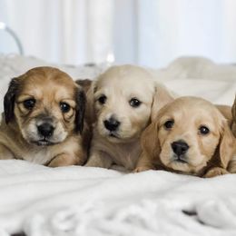 Dachshund Puppies from Dreamheart Dachshunds