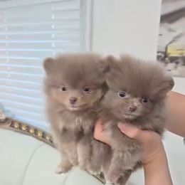 Princess and ferry - Lavender female Pomeranian puppy in Visalia, California from Exotic_fresita_poms