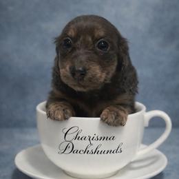 Skylar - Blue and cream female Dachshund puppy in Mountainburg, Arkansas from Charisma Dachshunds