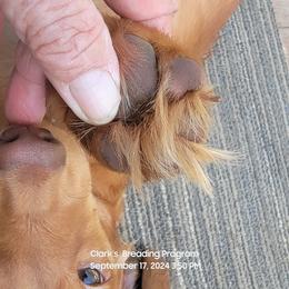 Dachshund Puppies from CLARK'S BREEDING PROGRAM