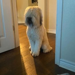 Soft Coated Wheaten Terriers from Swheatie Life