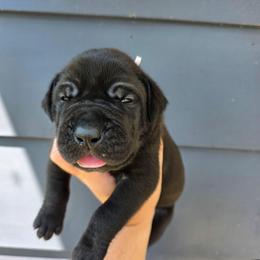 JANET Black brindle point - Black female Great Dane puppy in Port Clinton, Ohio from LakeSide Danes