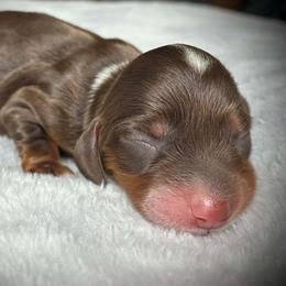 Ros'e - Piebald female Dachshund puppy in Harrison, Arkansas from Dachshunds on the Hill