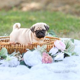 Pug Puppies from Malta Pugs