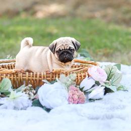 Pug Puppies from Malta Pugs