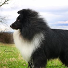 Shetland Sheepdogs from Aral Shelties