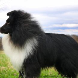 Shetland Sheepdogs from Aral Shelties