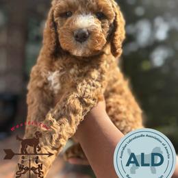 Green Collar Girl - Caramel red female Australian Labradoodle puppy in Hagerstown, Maryland from Westfields Labradoodles