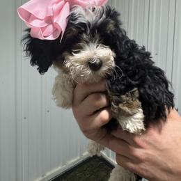 Tri fuchsia - Tri-color female Bernedoodle puppy in Petersburg, Michigan from Brittany’s Mini Bernedoodles