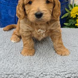 Leo - Apricot male Goldendoodle puppy in Syracuse, Utah from Just Doodling Dogs