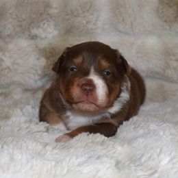 Alf - Red tri-color male Australian Shepherd puppy in Wichita Falls, Texas from Spotted Mule Aussies