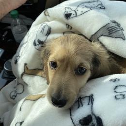 Dachshund Puppies from Meadow Ridge Dachshunds