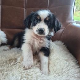 Adrina - Black tri female Miniature Australian Shepherd puppy in Saranac, Michigan from Pure Michigan Mini Aussies