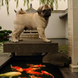 Pug Puppies from Shanghai Pugs