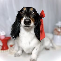 Gabby - Dachshund