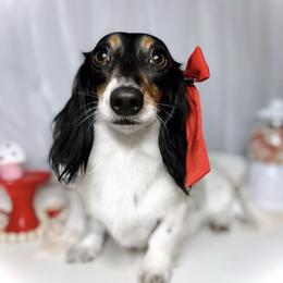 Gabby - Dachshund
