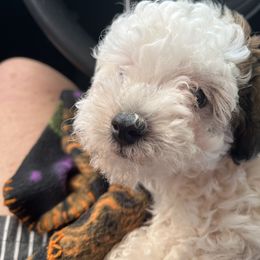 Poodle All Grown Up from Under the moon toy poodles