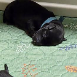 Boy 3 - male Labrador Retriever puppy in Theodore, Alabama from Folklore Canine L.L.C