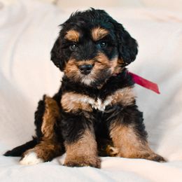 Aussiedoodle, Australian Labradoodle, Bernedoodle, and Golden Retriever Puppies from Golden Light Puppies