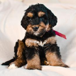 Aussiedoodle, Australian Labradoodle, Bernedoodle, and Golden Retriever Puppies from Golden Light Puppies
