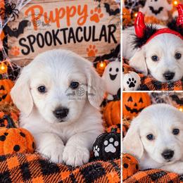 Mr. Black-2800 - Dapple male Dachshund puppy in Sparr, Florida from From the Heart Doxies