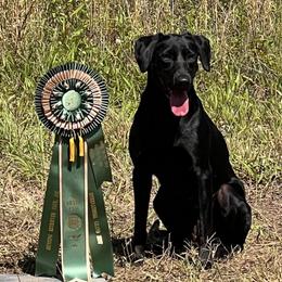 Teal - Labrador Retriever